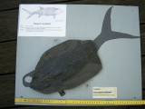 Pygopterus mit gefressenem Palaeoniscum im Bauch