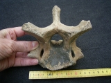 Woll-Nashorn Coelodonta Halswirbel
