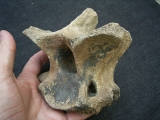 Woll-Nashorn Coelodonta Halswirbel