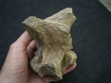 Woll-Nashorn Coelodonta Halswirbel
