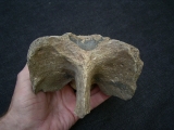 Woll-Nashorn Coelodonta Halswirbel