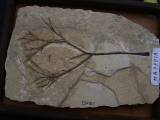 Pflanzenfossil Maffeia aus Monte Bolca