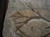 Pflanzenfossil Maffeia aus Monte Bolca