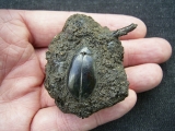 Käfer und Knochen, La Brea Teergruben