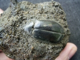 Käfer und Knochen, La Brea Teergruben