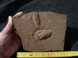Trilobit Ruhe- und Laufspur