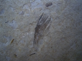 Vogel Feder und Pflanzenhaeksel