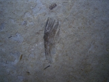 Vogel Feder und Pflanzenhaeksel