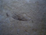 Vogel Feder und Pflanzenhaeksel