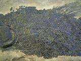 Top-Museumsstück, Trias Fisch Paralepidotus