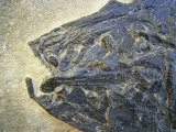 Top-Museumsstück, Trias Fisch Paralepidotus
