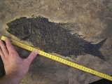 Top-Museumsstück, Trias Fisch Paralepidotus