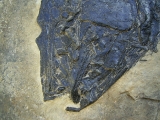 Top-Museumsstück, Trias Fisch Paralepidotus