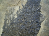 Top-Museumsstück, Trias Fisch Paralepidotus