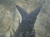 Top-Museumsstück, Trias Fisch Paralepidotus
