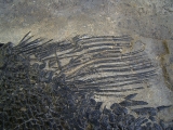 Top-Museumsstück, Trias Fisch Paralepidotus
