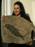 Top-Museumsstück, Trias Fisch Paralepidotus