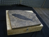 Top-Museumsstück, Trias Fisch Paralepidotus