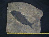 Top-Museumsstück, Trias Fisch Paralepidotus
