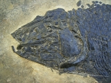 Top-Museumsstück, Trias Fisch Paralepidotus