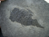 Stachelhai Diplacanthus