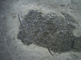 Stachelhai Diplacanthus