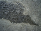 Stachelhai Diplacanthus
