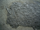 Stachelhai Diplacanthus