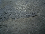 Stachelhai Diplacanthus