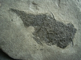 Stachelhai Diplacanthus