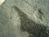 Stachelhai Diplacanthus