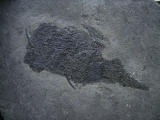 Stachelhai Diplacanthus