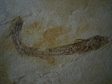 Dapalis macrurus double piece