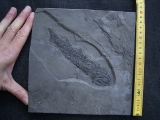 Quastenflosser Osteolepis