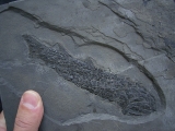 Quastenflosser Osteolepis