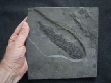 Quastenflosser Osteolepis