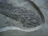 Quastenflosser Osteolepis