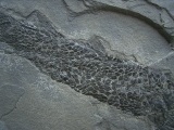 Quastenflosser Osteolepis