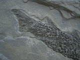 Quastenflosser Osteolepis