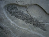 Quastenflosser Osteolepis