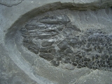 Quastenflosser Osteolepis
