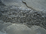 Quastenflosser Osteolepis