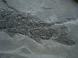 Quastenflosser Osteolepis