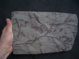 Devonian Sea scorpion and plants