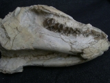 Oreodont Schädel