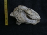 Oreodont Schädel