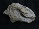 Oreodont Schädel