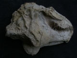 Oreodont Schädel
