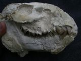 Oreodont Schädel