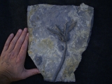 Seelilie Encrinus, Trias
